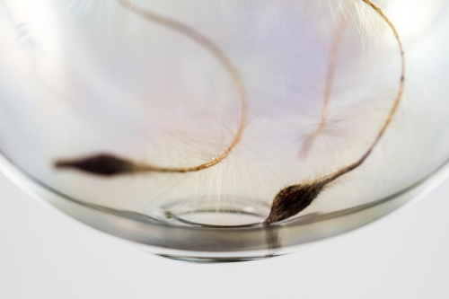 Detail Ohrgehänge, venezianisches Glas, Silber, Samen