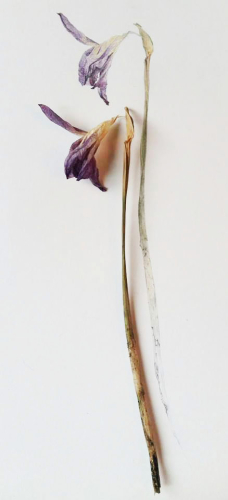 Iris, Bleistift, Aquarell, 2015