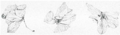 Orchideenblüten II, Bleistift, 2014